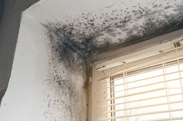 Affordable Mold Cleanup solutions in Aurora, TX